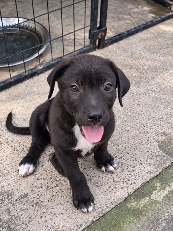 MONTAGNY - Chien Labrador-Retriever à adopter - photo 4