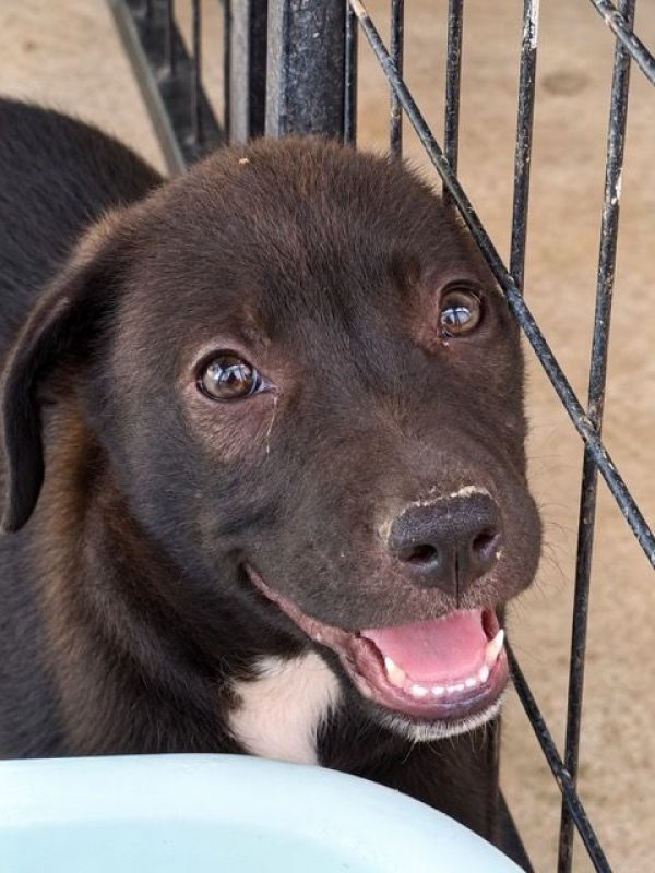 MONTAGNY - Chien Labrador-Retriever à adopter - photo 2