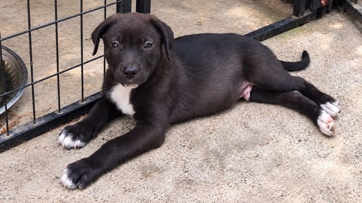 MONTAGNY - Chien Labrador-Retriever à adopter - photo 3