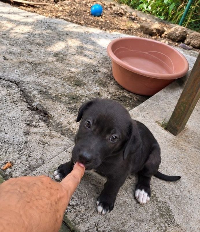 MONTAGNY - Chien Labrador-Retriever à adopter - photo 5