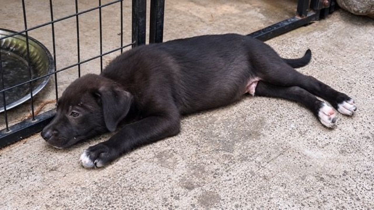 MONTAGNY - Chien Labrador-Retriever à adopter - photo 6
