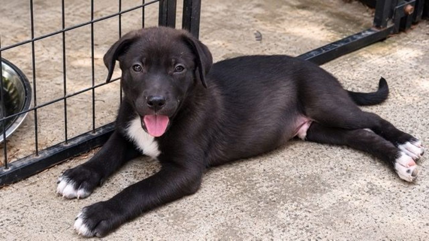 MONTAGNY - Chien Labrador-Retriever à adopter