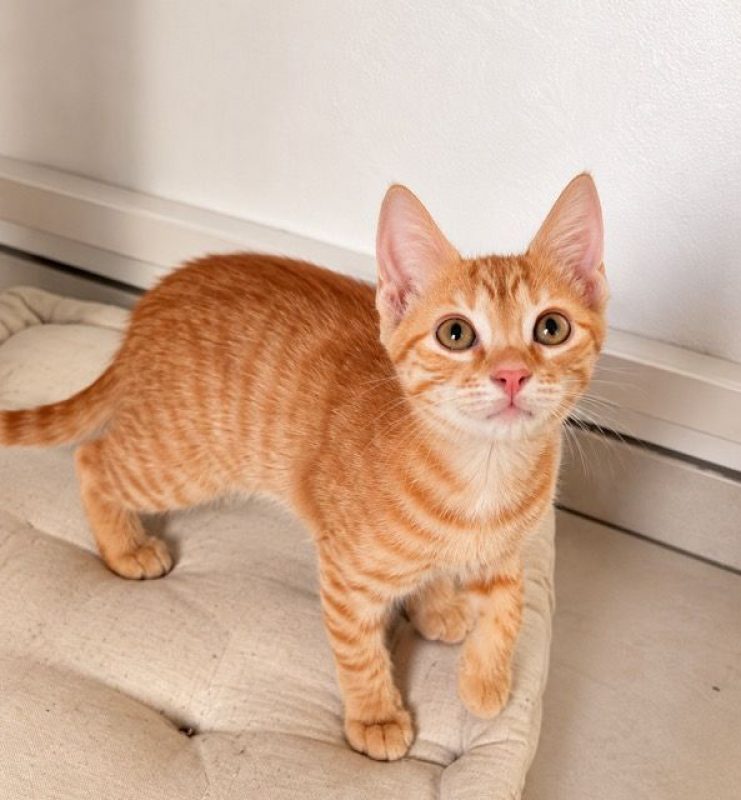 BETTY - Chat Européen à adopter