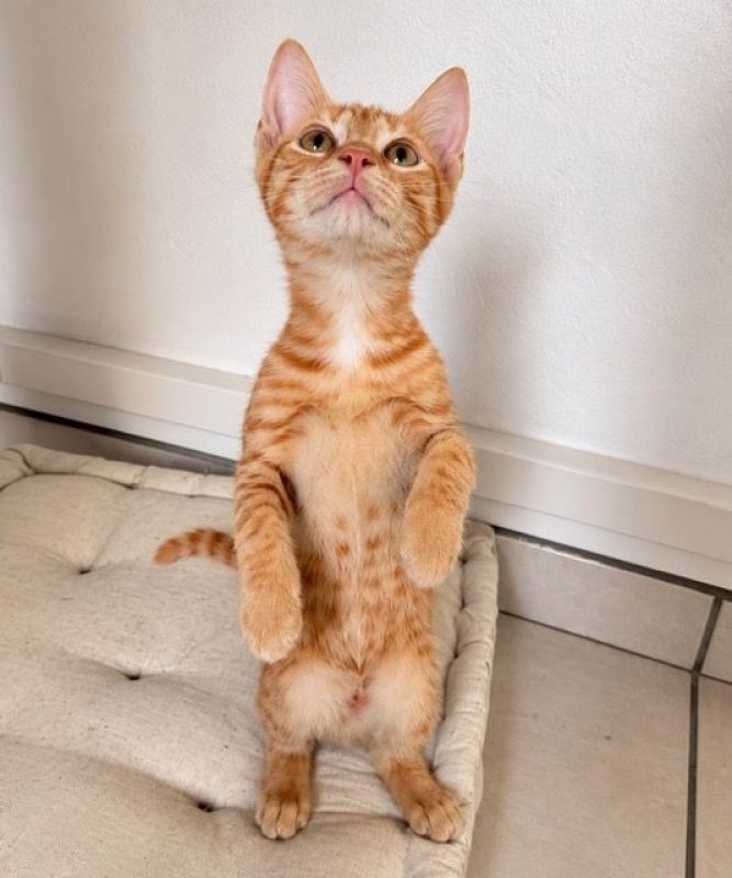 BETTY - Chat Européen à adopter - photo 2