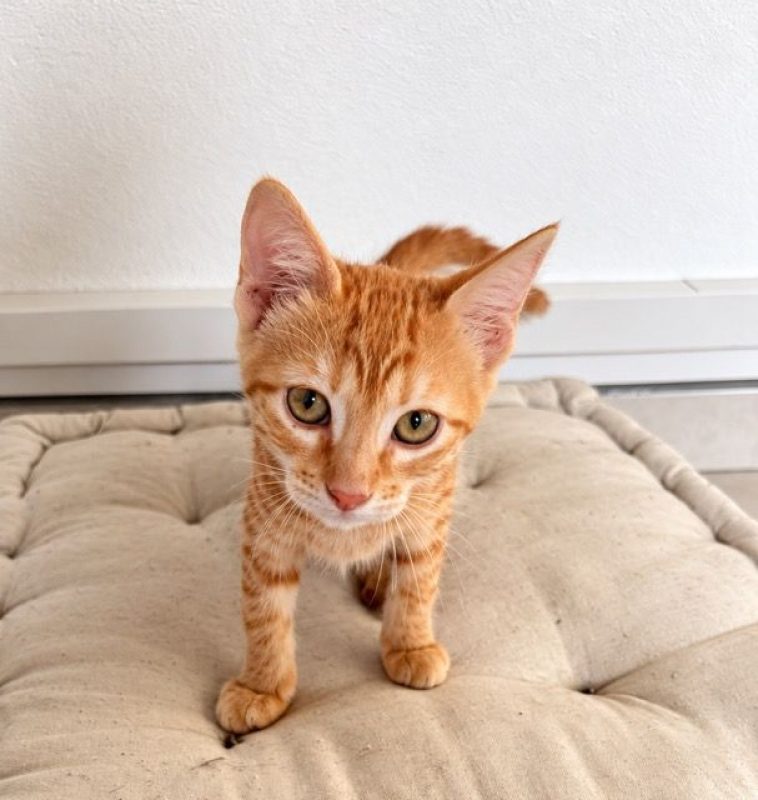 BETTY - Chat Européen à adopter - photo 3