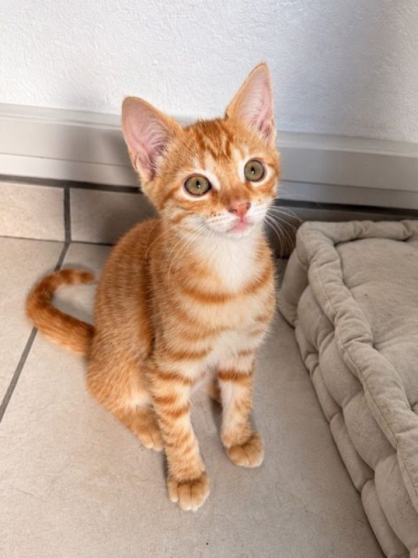 BRANDY - Chat Européen à adopter - photo 3