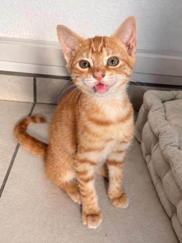 BRANDY - Chat Européen à adopter - photo 2