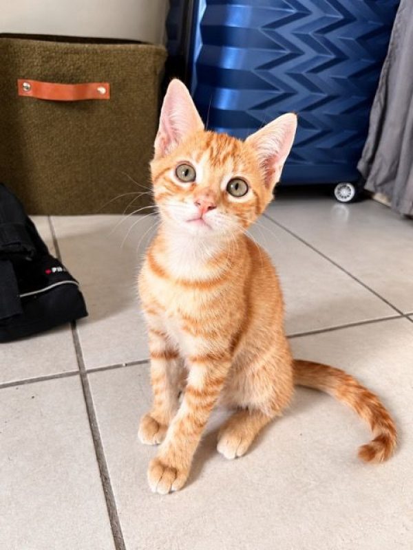 BRANDY - Chat Européen à adopter