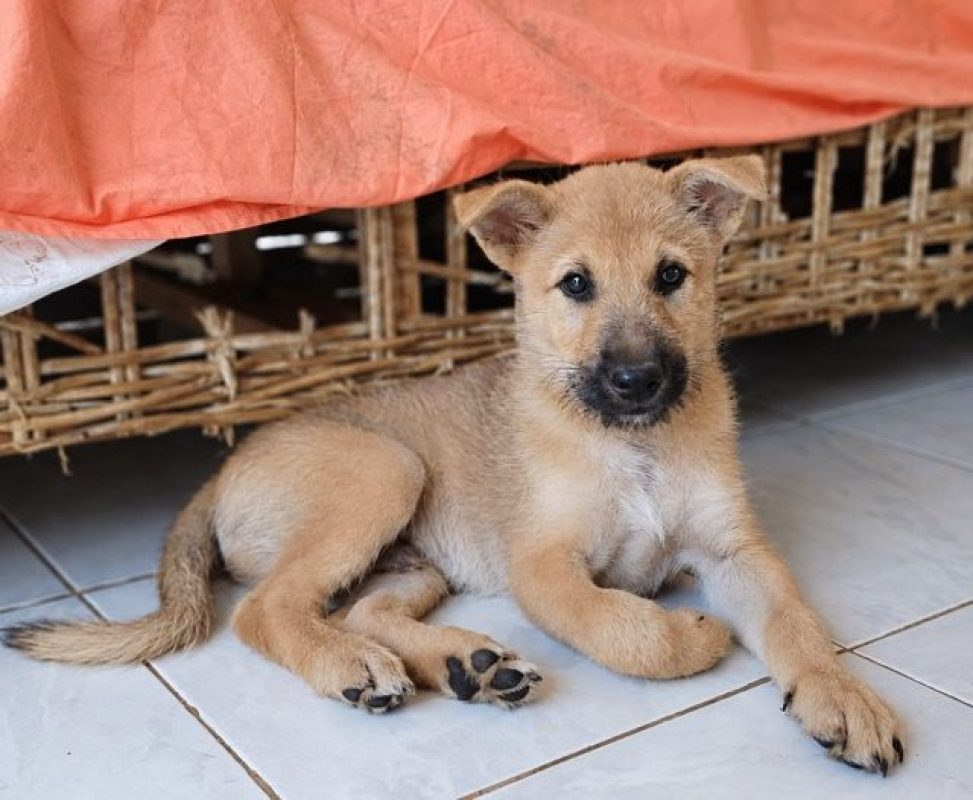 TACO - Chien Shiba-Inu à adopter - photo 2
