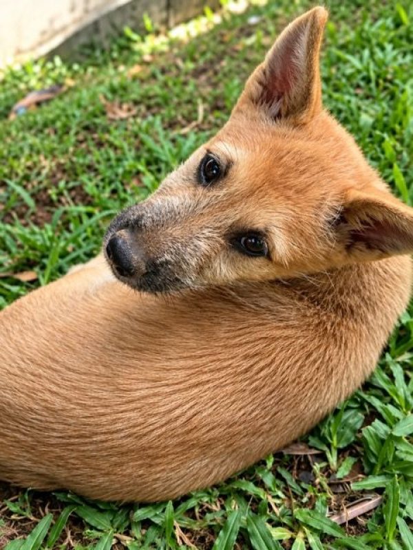 TACO - Chien Shiba-Inu à adopter - photo 7