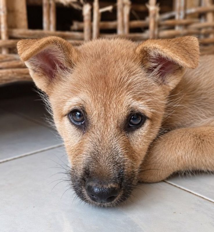 TACO - Chien Shiba-Inu à adopter - photo 6