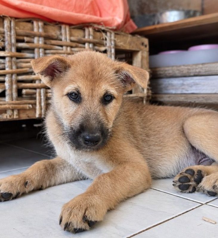 TACO - Chien Shiba-Inu à adopter - photo 5