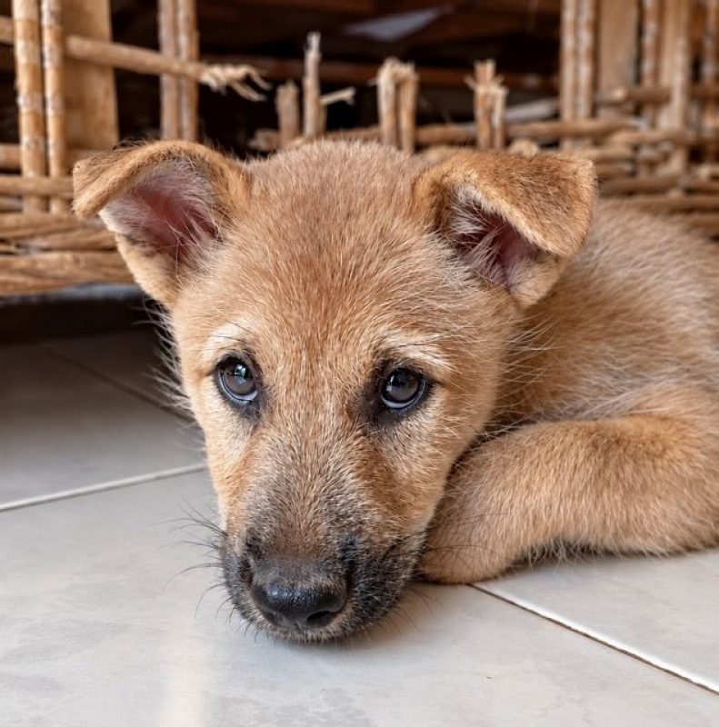 TACO - Chien Shiba-Inu à adopter - photo 3