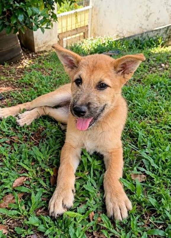 TACO - Chien Shiba-Inu à adopter