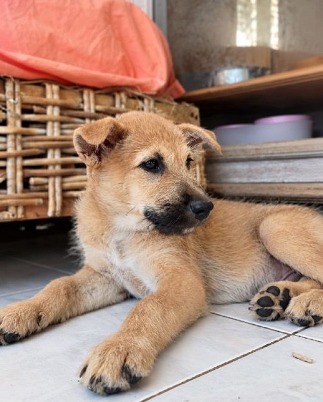 TACO - Chien Shiba-Inu à adopter - photo 4