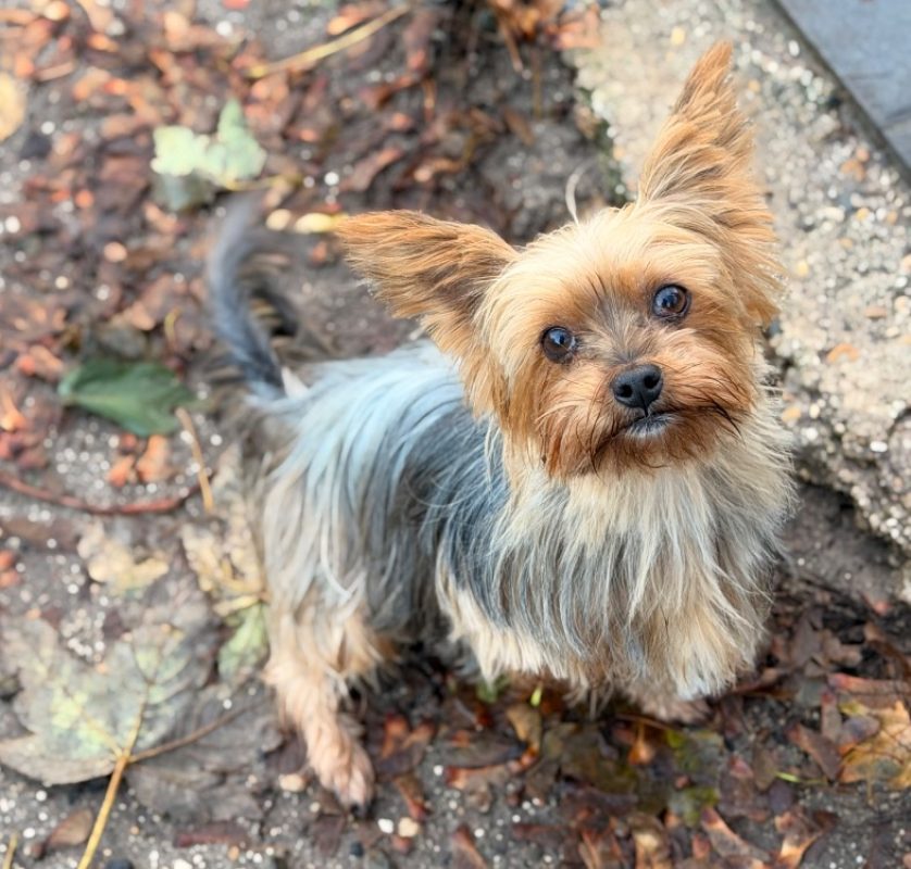 Picadilly - Chien Yorkshire Terrier à adopter