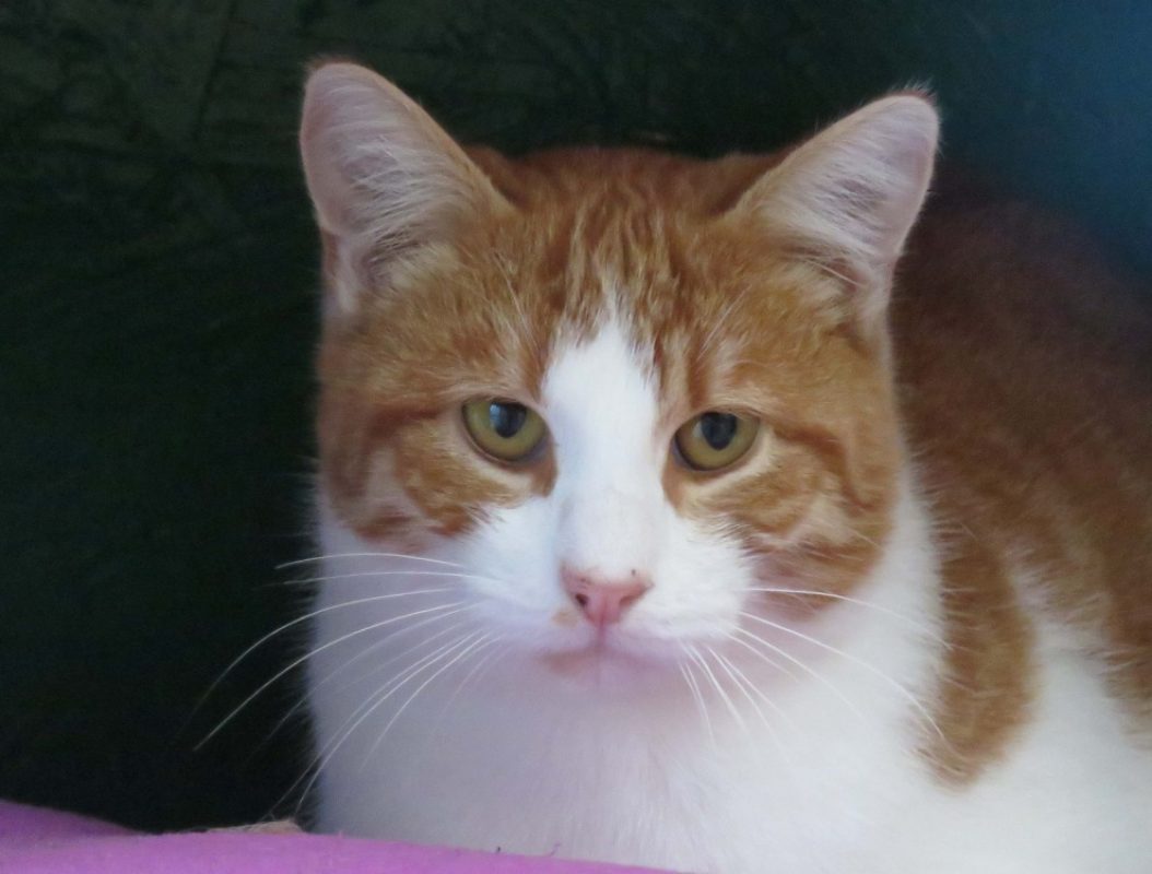 Marcel - Chat Européen à adopter