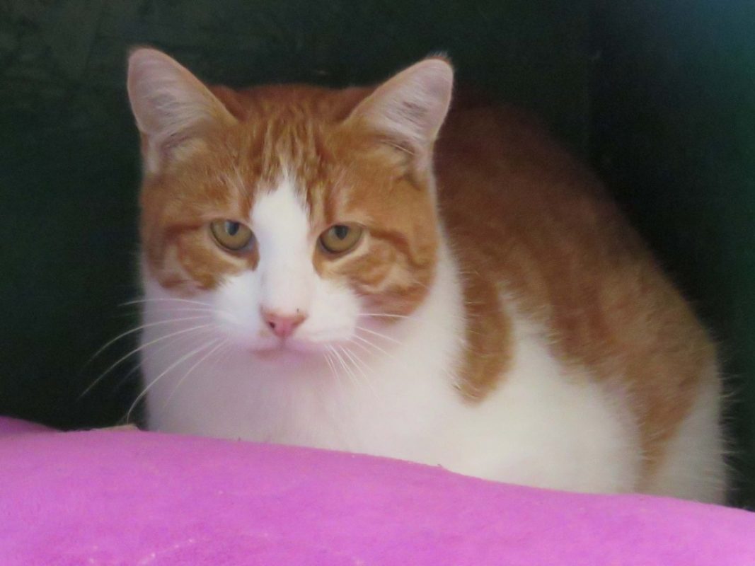 Marcel - Chat Européen à adopter - photo 2