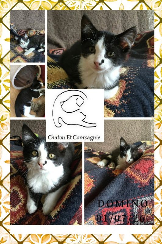 Domino - Chat Européen à adopter