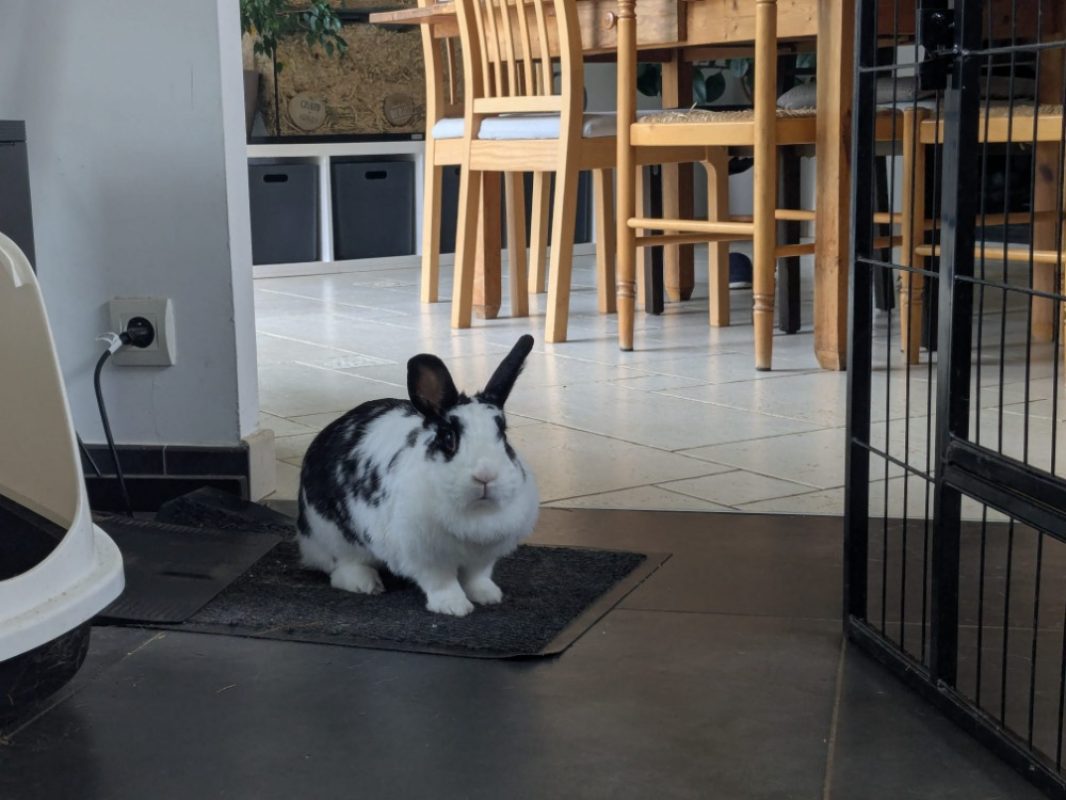 Soa - Rongeur Lapin à adopter