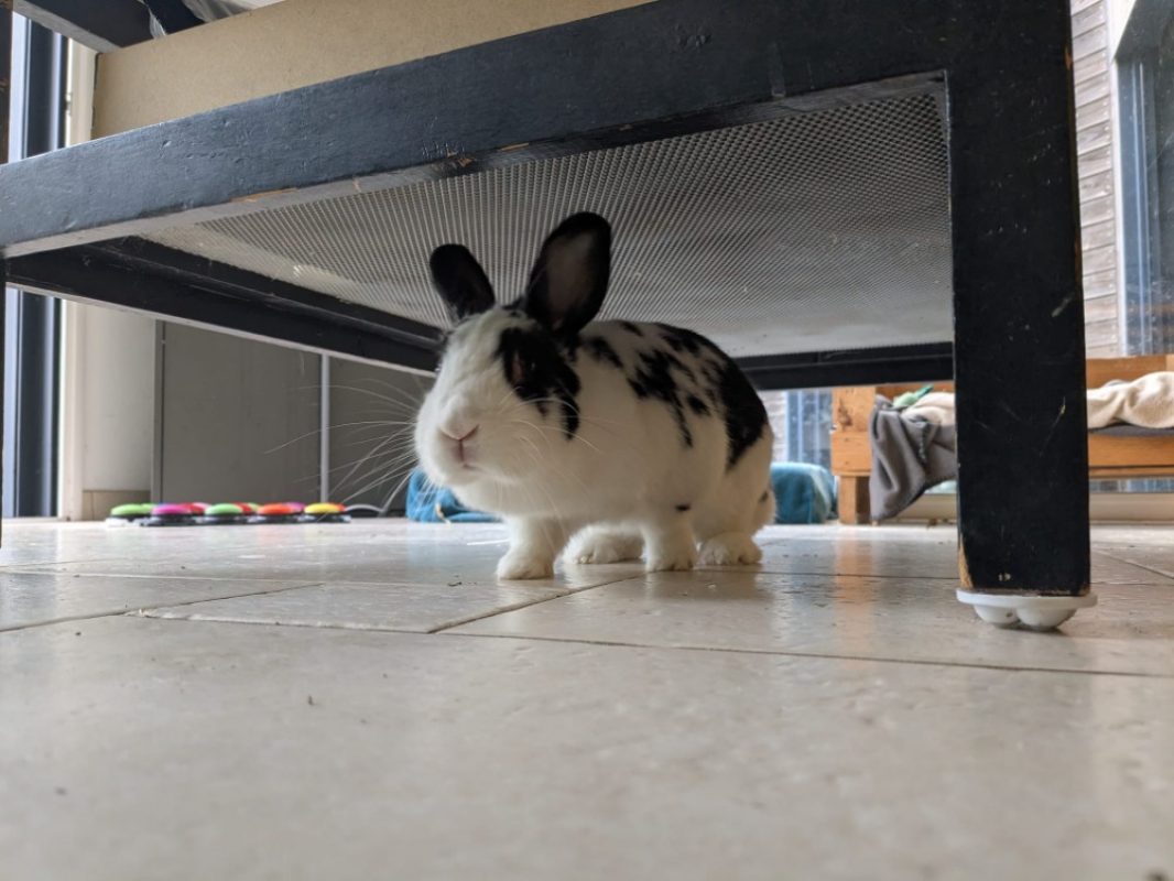 Soa - Rongeur Lapin à adopter - photo 2