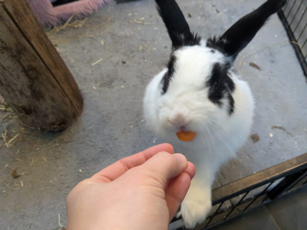 Soa - Rongeur Lapin à adopter - photo 3