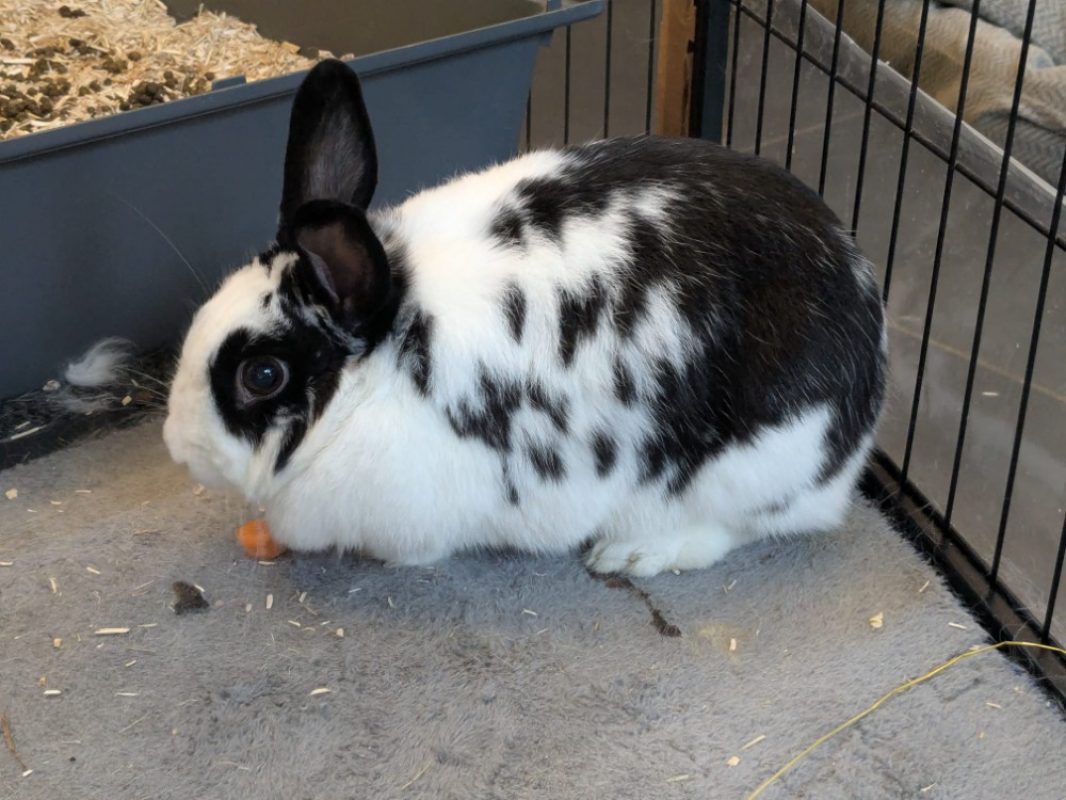 Soa - Rongeur Lapin à adopter - photo 4