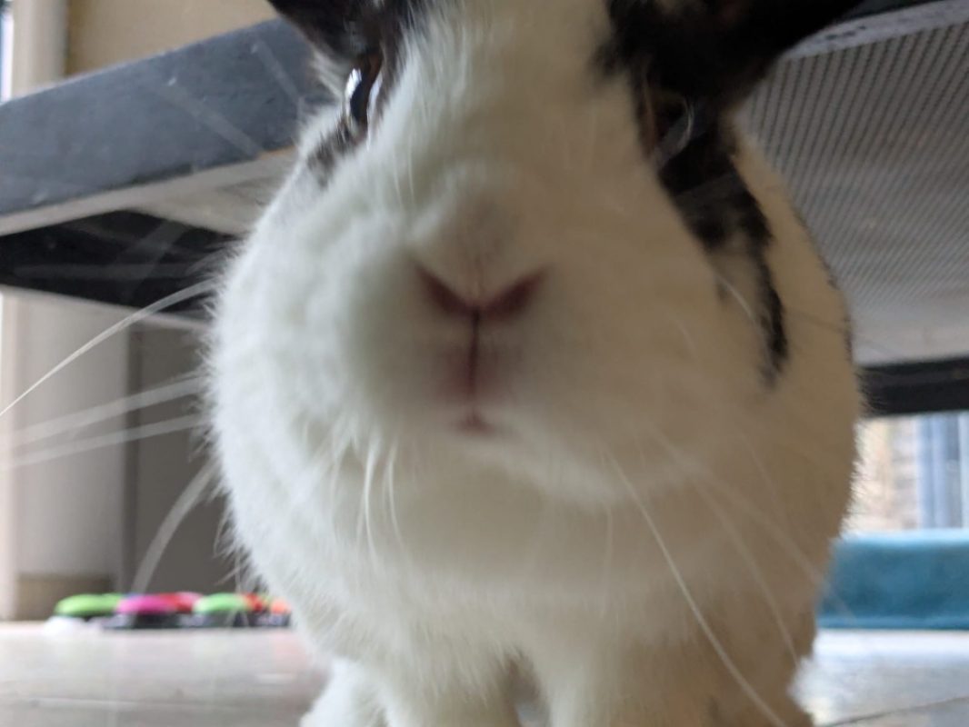Soa - Rongeur Lapin à adopter - photo 5