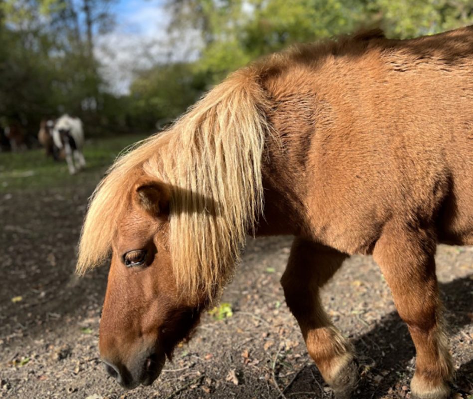 Souci - Equidé Poney à adopter