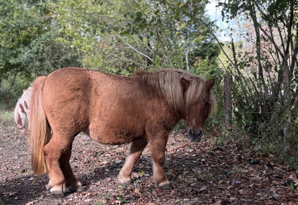 Souci - Equidé Poney à adopter - photo 2