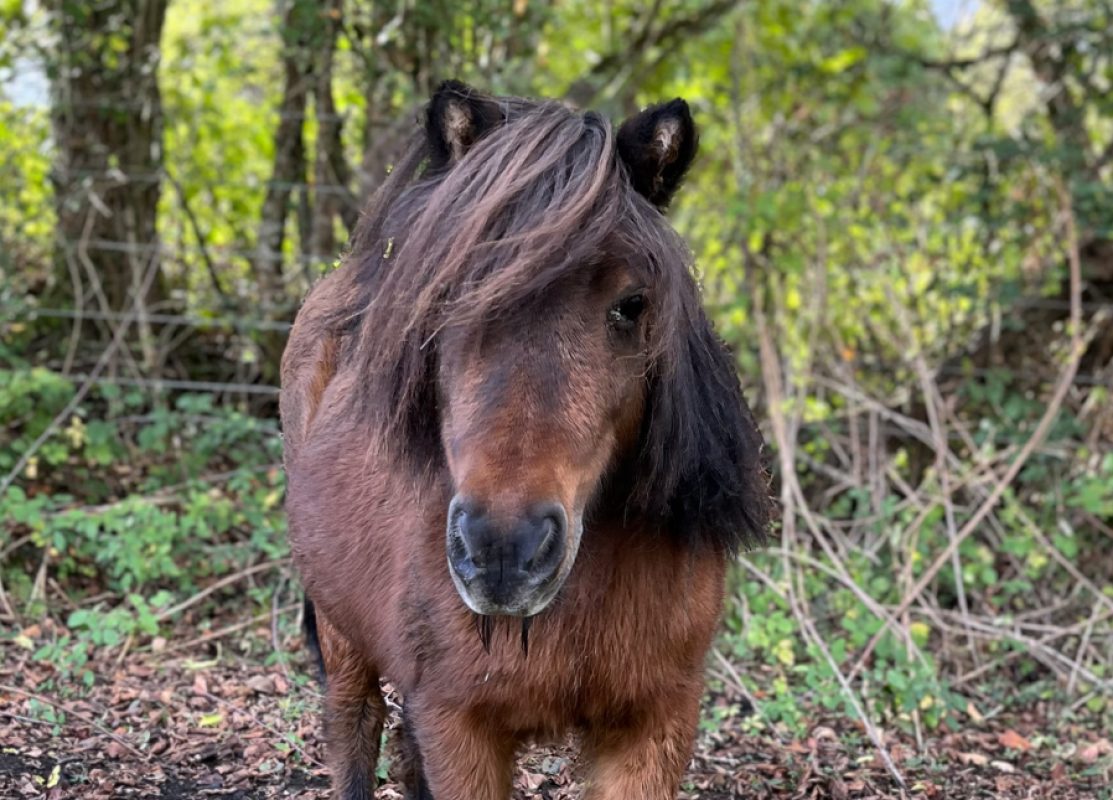 Vichy - Equidé Poney à adopter