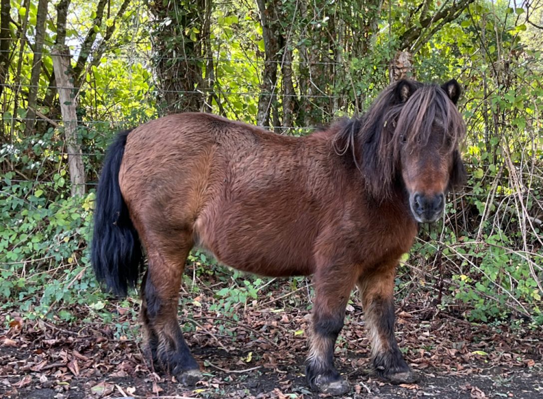 Vichy - Equidé Poney à adopter - photo 2