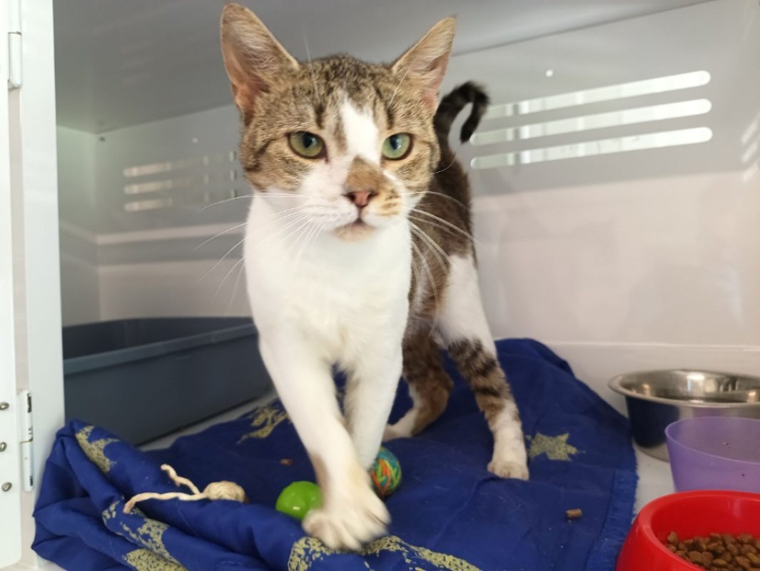 Astro - Chat Européen à adopter