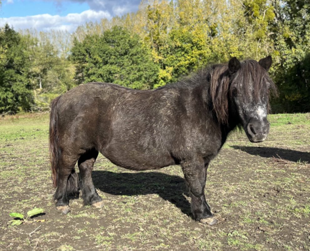 Ricky - Equidé Poney à adopter