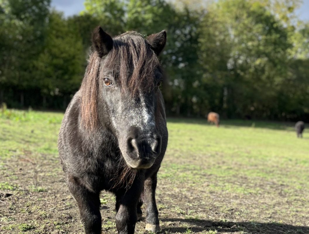 Ricky - Equidé Poney à adopter - photo 2