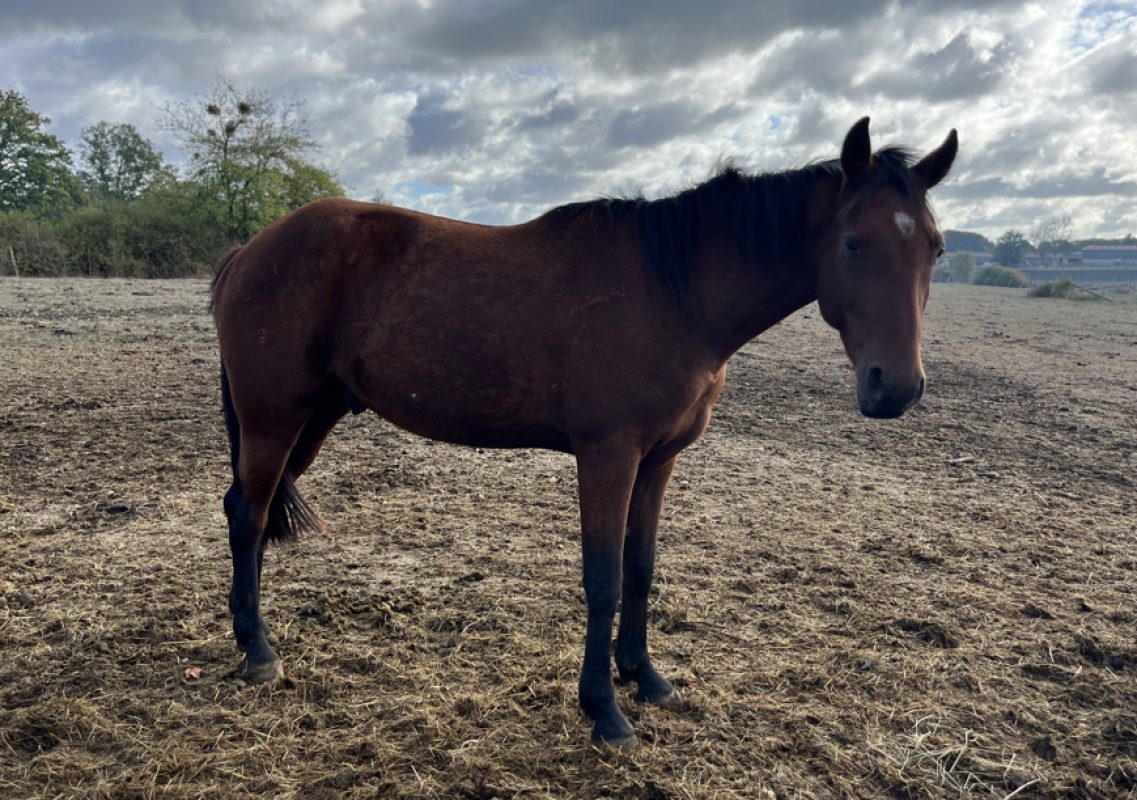 Nuncio - Equidé Cheval à adopter