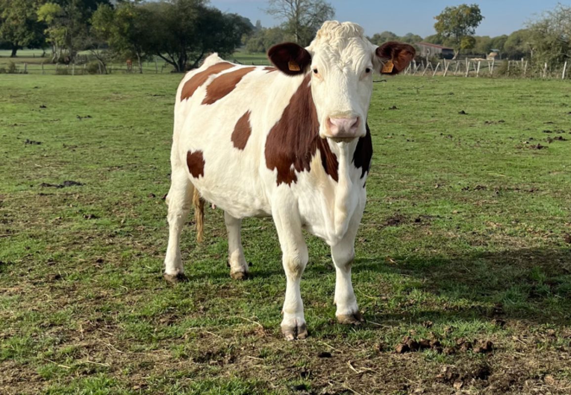Catalane - Animal de ferme Vache à adopter