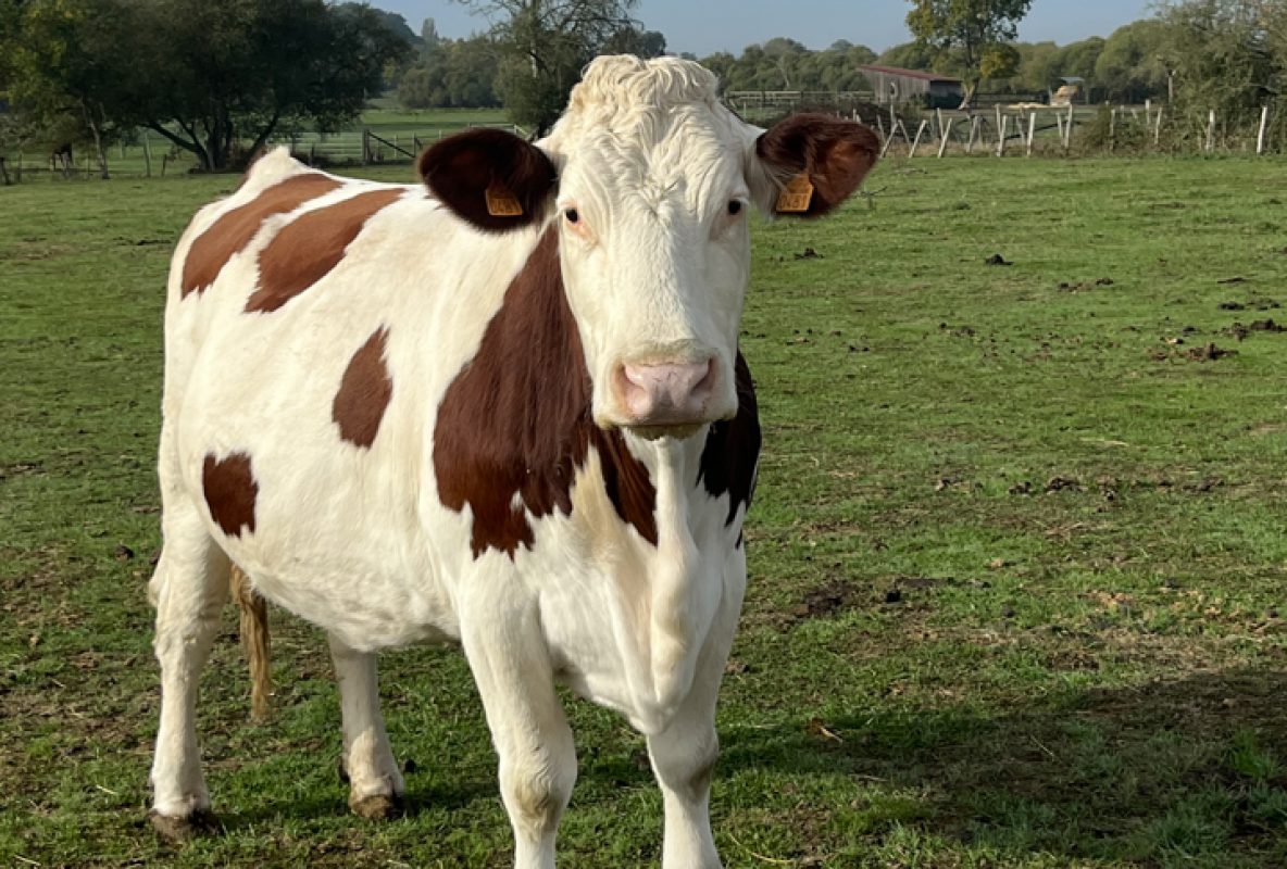 Catalane - Animal de ferme Vache à adopter - photo 2