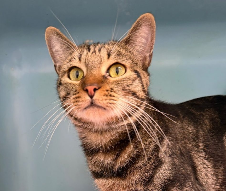 Papyrus - Chat Européen à adopter