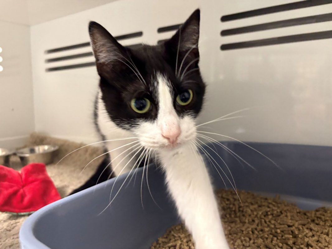 Ubert - Chat Européen à adopter