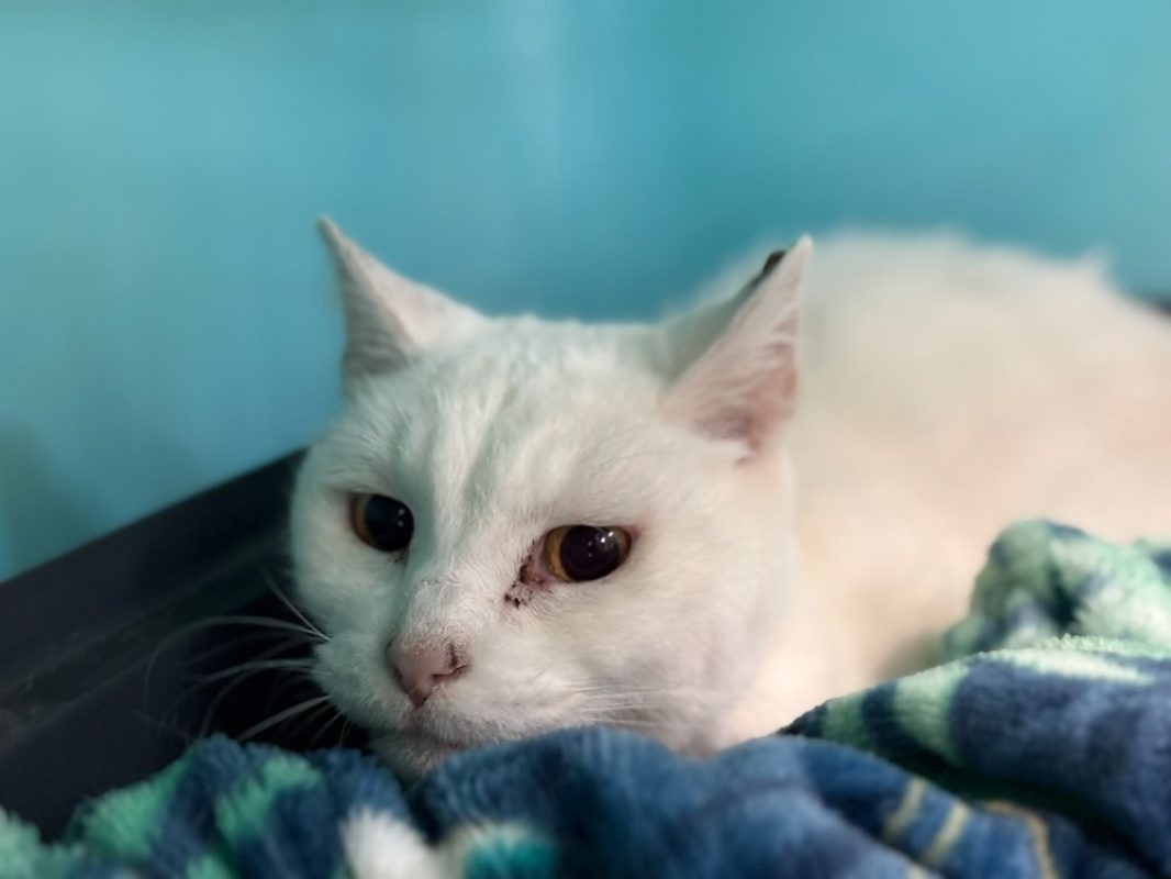 Moïse - Chat Européen à adopter