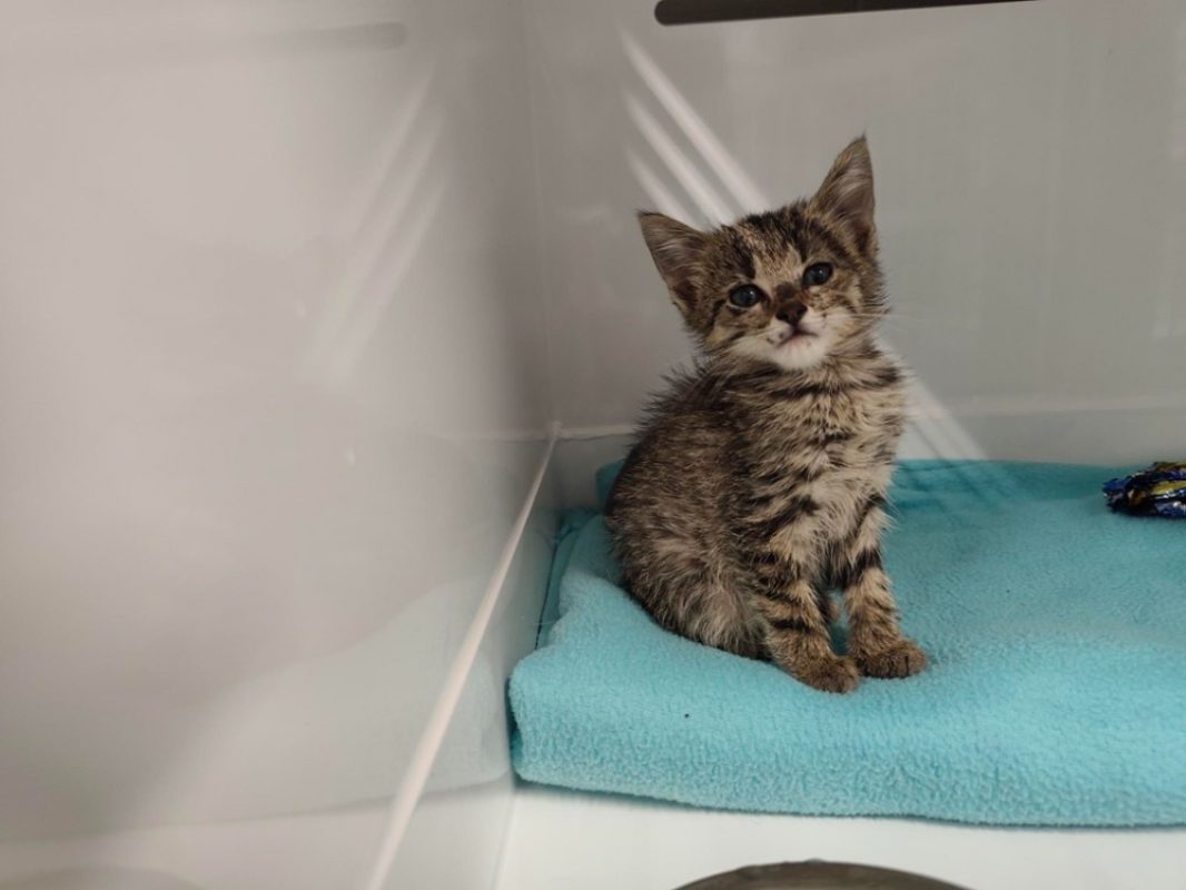 Louna - Chat Européen à adopter