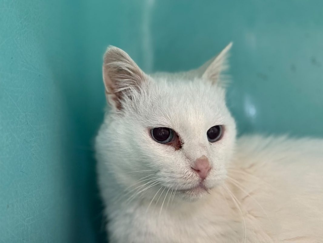 Timy - Chat à adopter