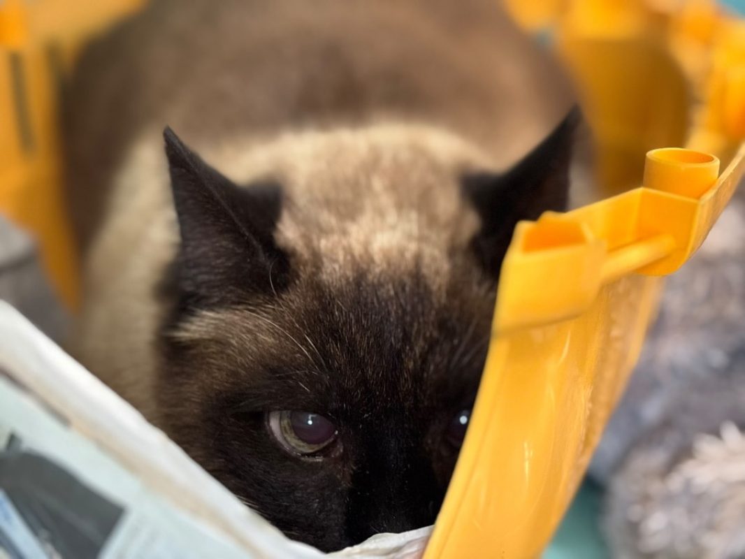 Pussy - Chat Européen à adopter