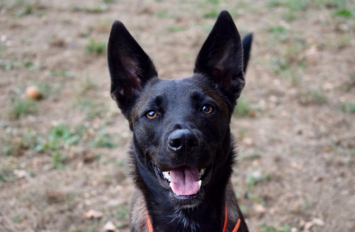 Marla - Chien Berger à adopter