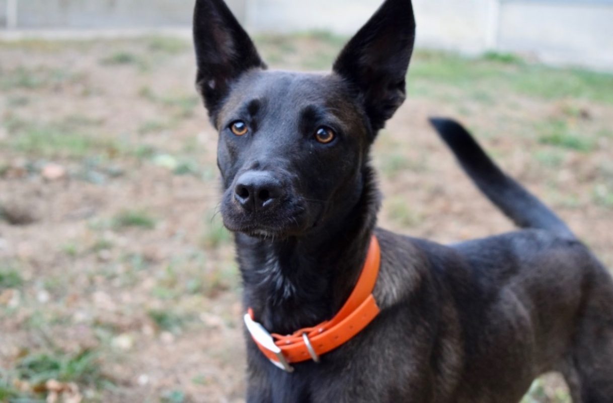 Marla - Chien Berger à adopter - photo 2