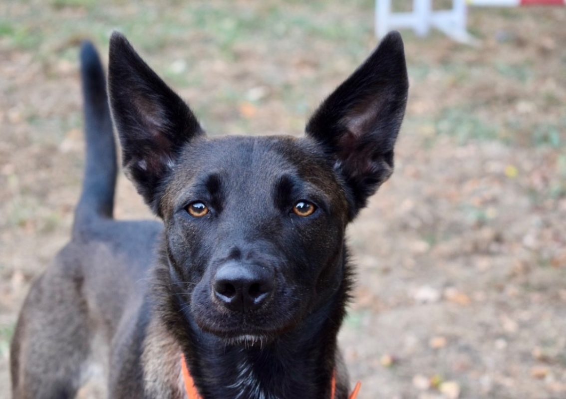 Marla - Chien Berger à adopter - photo 4