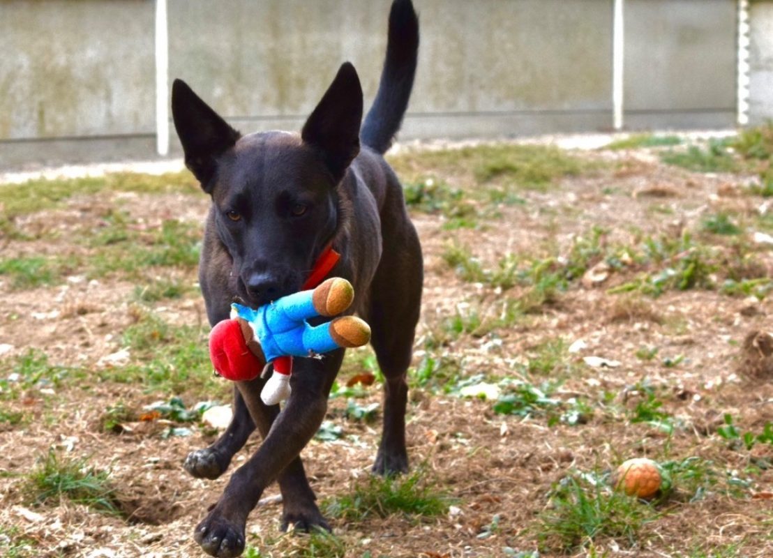 Marla - Chien Berger à adopter - photo 5