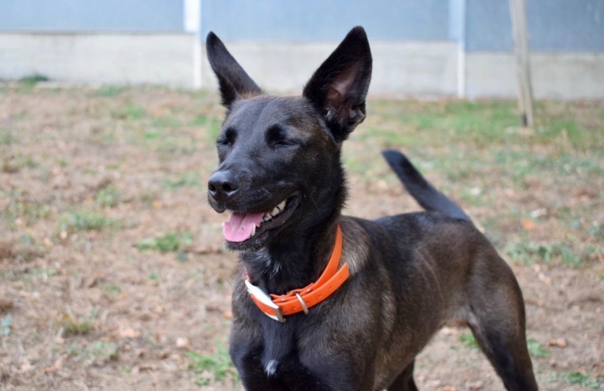 Marla - Chien Berger à adopter - photo 6