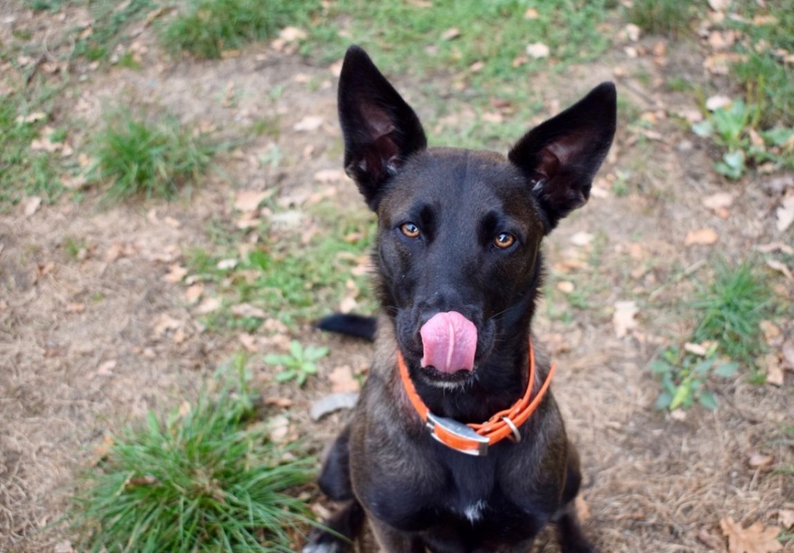 Marla - Chien Berger à adopter - photo 7